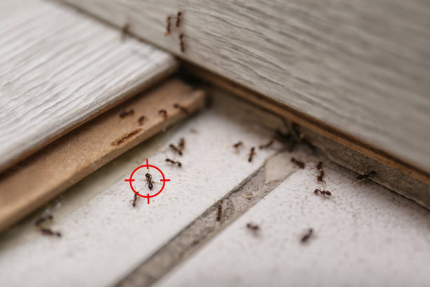 Best Flea Control Services  in Honea Path, SC