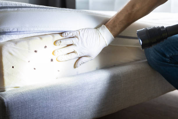 Wasp Removal Services in Honea Path, SC