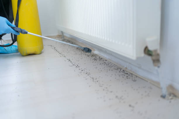 Best Local Pest Control Services  in Honea Path, SC
